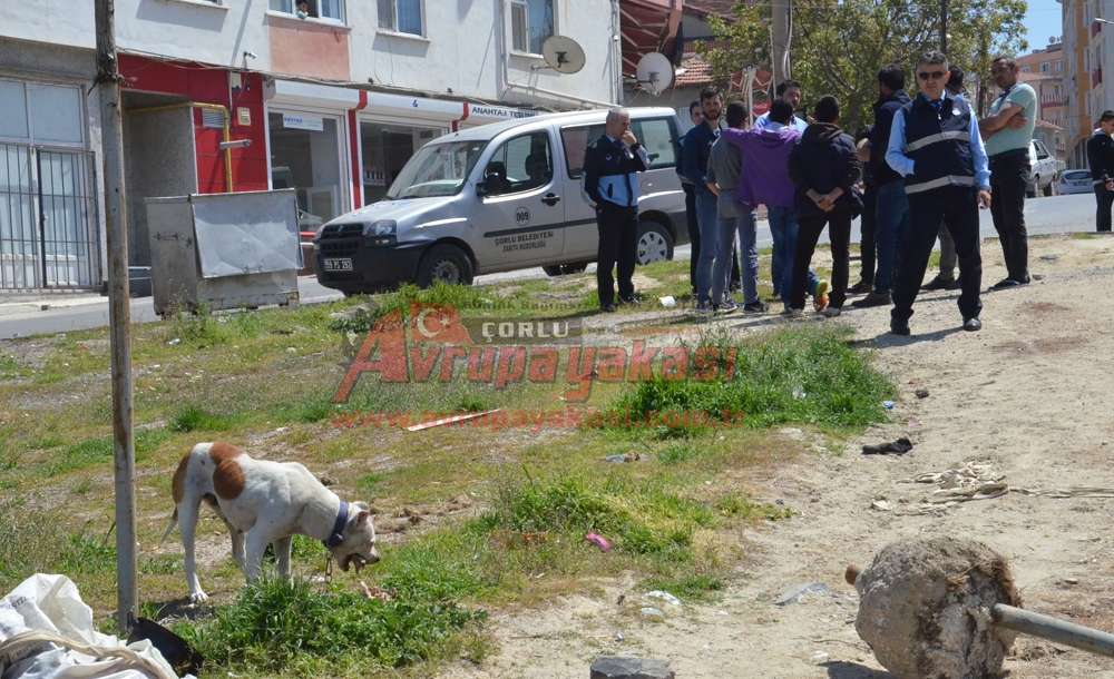 Sahipsiz Pitbull Polis Ve Zabıtayı Harekete Geçirdi