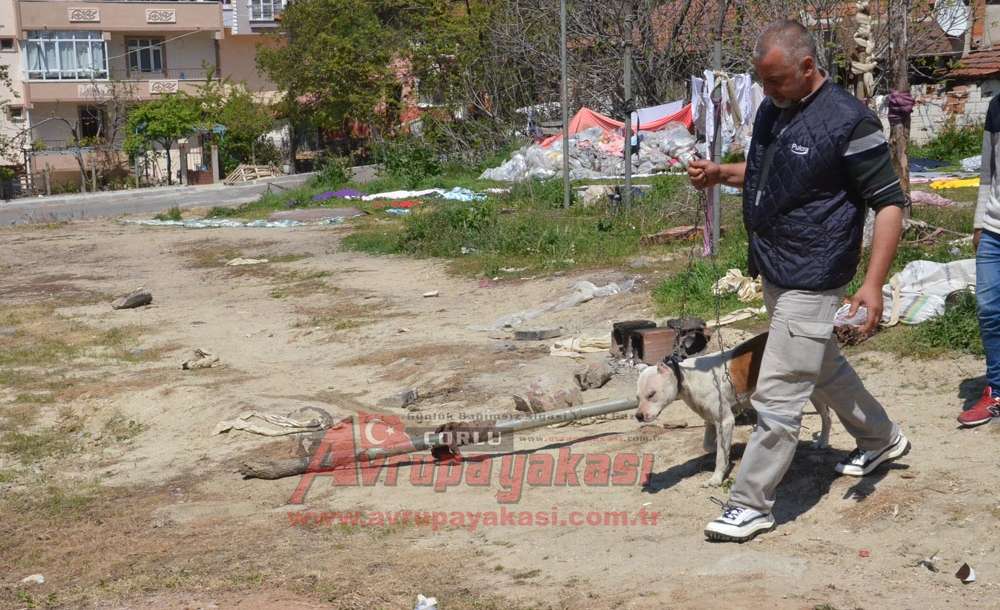 Sahipsiz Pitbull Polis Ve Zabıtayı Harekete Geçirdi
