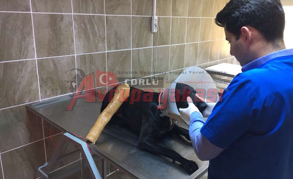 Yaralanan Sokak Köpeği Tedavi Edildi 