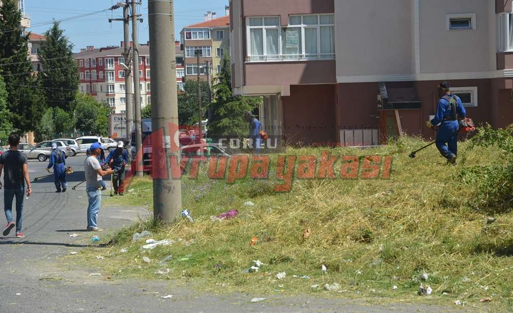 Yangınlara Neden Olan Otlar Biçiliyor