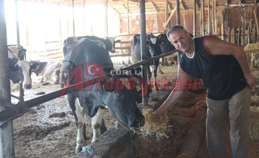 Sıcaklar Süt Verimini Düşürüyor