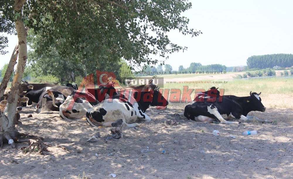 Sıcaklar Süt Verimini Düşürüyor