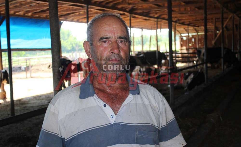 Sıcaklar Süt Verimini Düşürüyor