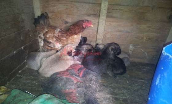 Yavru Köpekleri Civcivleri Sanıyor