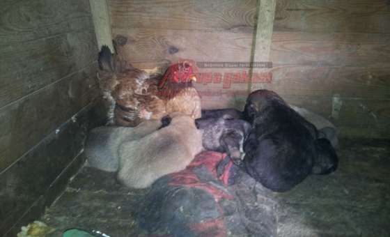 Yavru Köpekleri Civcivleri Sanıyor