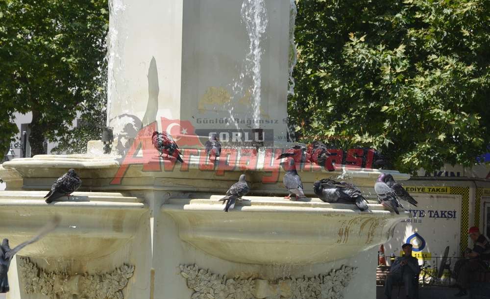 Sıcak Hava Güvercinleri De Etkiledi