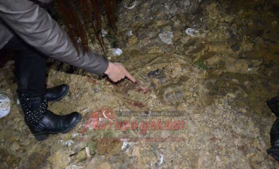 Köpek Katliamı İddiasına Soruşturma Başlatıldı
