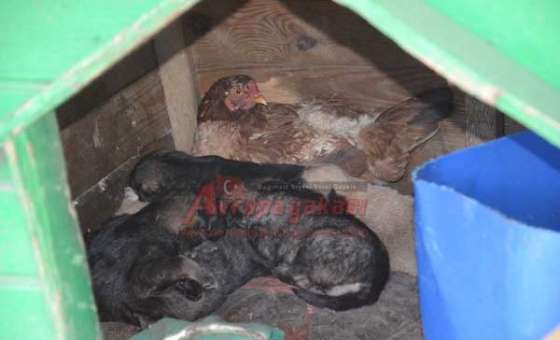 Tavuğun Annelik Yaptığı Köpeklerin Sahibi Konuştu