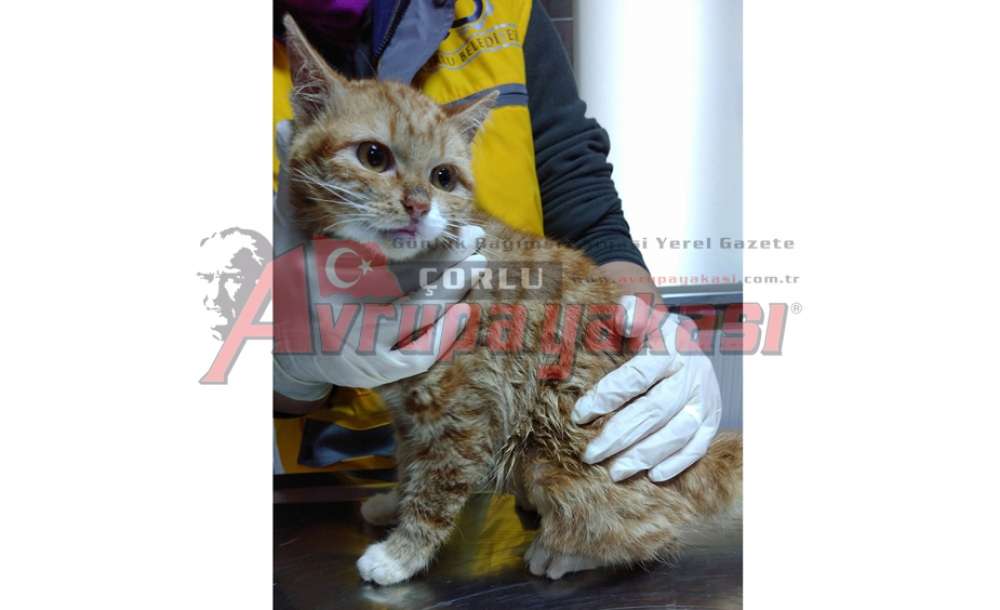 “Limon” Sağlığına Kavuşacak