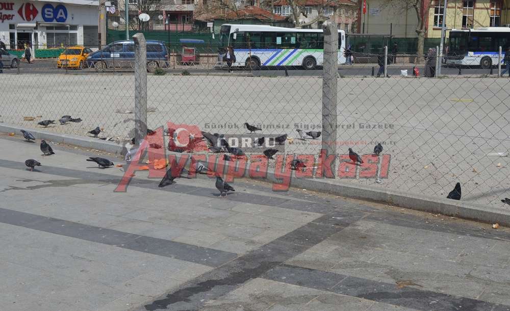 Duyarlı Vatandaşlar Güvercinleri Besliyor