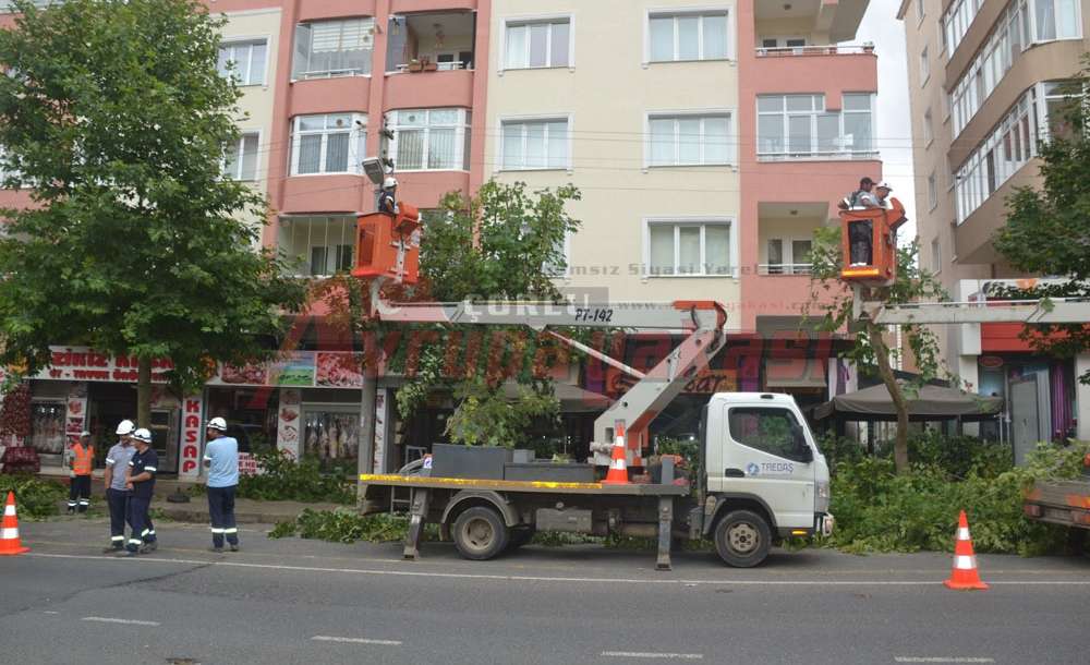 Tellere Uzanan Dallar Kesildi