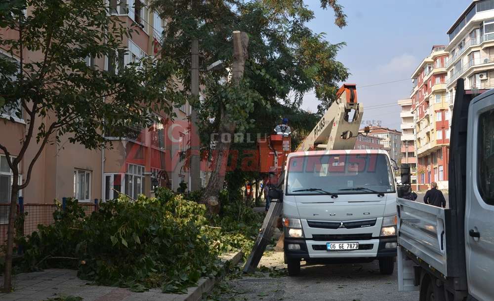 Elektrik Tellerine Temas Eden Ağaç Budandı