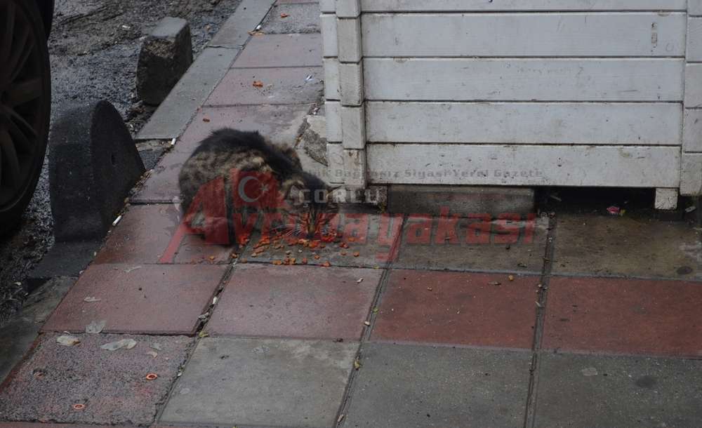 Çorlu'da Sokak Hayvanlarına Sevgi Artıyor