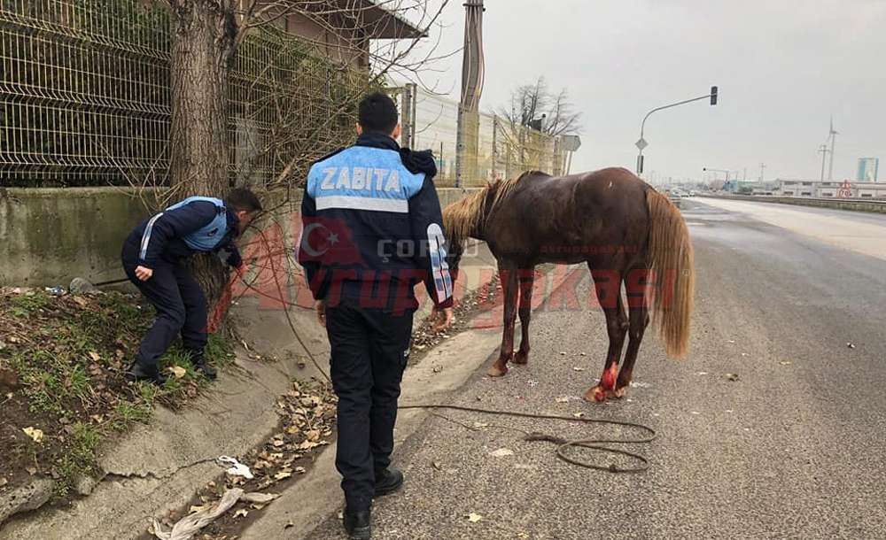 Belediye Yaralı Atı Tedavi Etti