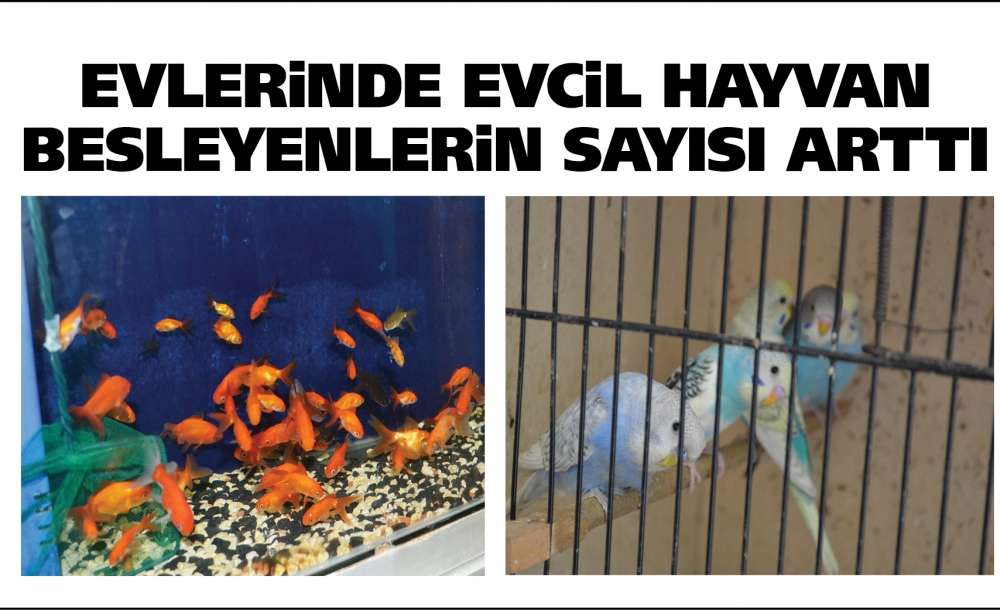 Evlerinde Evcil Hayvan Besleyenlerin Sayısı Artı