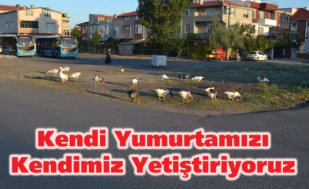 “Kendi Yumurtamızı Kendimiz Yetiştiriyoruz”