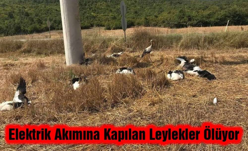 Elektrik Akımına Kapılan Leylekler Ölüyor