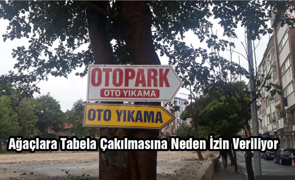 Ağaçlara Tabela Çakılmasına Neden İzin Veriliyor?