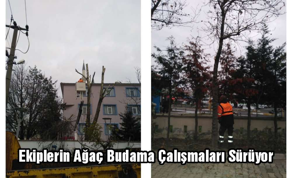 Ekiplerin Ağaç Budama Çalışmaları Sürüyor