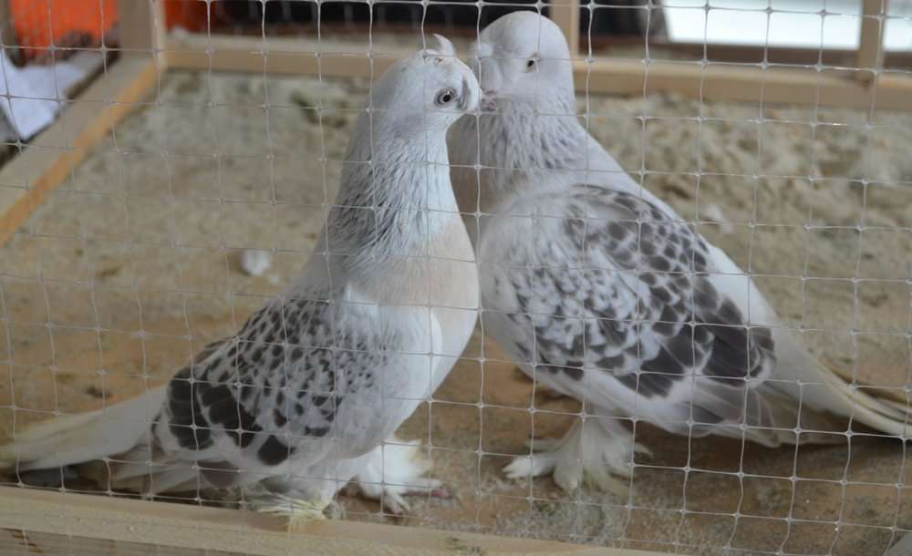 Binlerce Vatandaş Festivale Akın Etti 