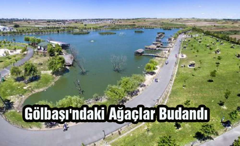 Gölbaşı'ndaki Ağaçlar Budandı