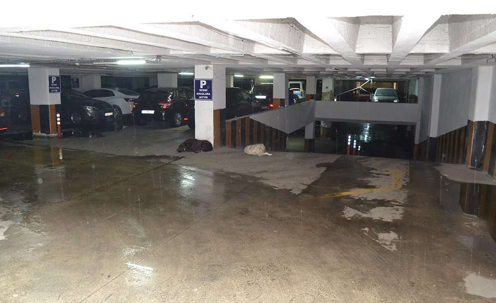 Sokak Hayvanları Yağıştan Dolayı Otoparka Sığındı 