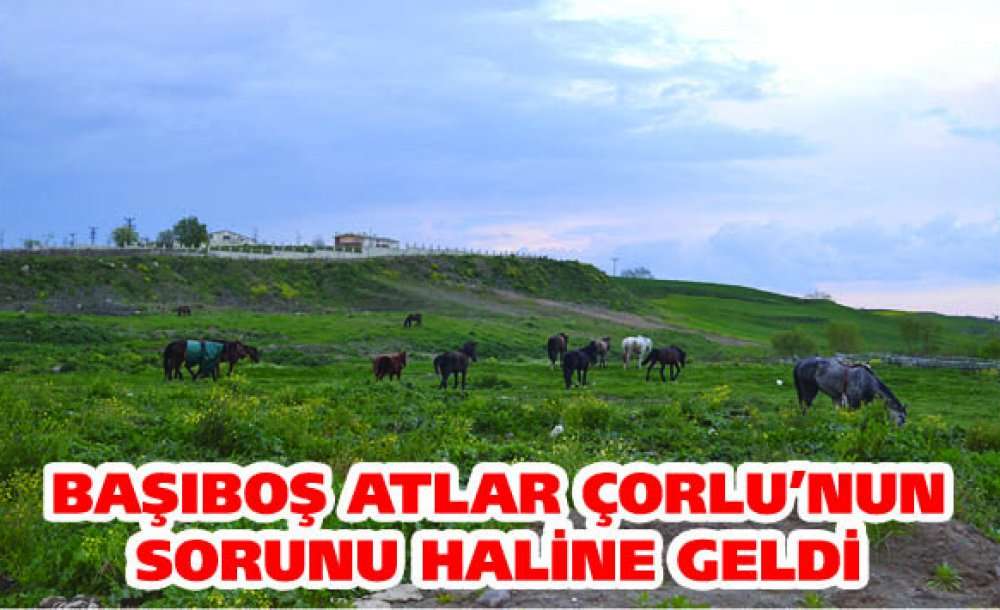 Başıboş Atlar Çorlu'nun Sorunu Haline Geldi