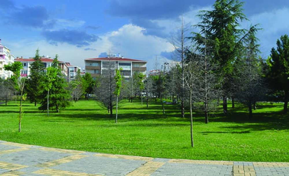 Parktaki  Onlarca Ağaç Neden Kurudu?