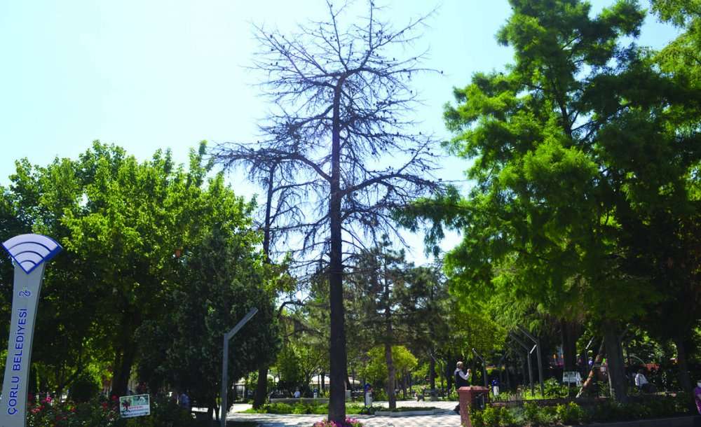Kuruyan Ağaçlar Böylece Duracak Mı?