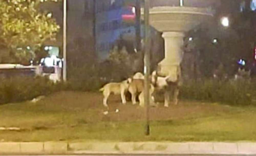 Vatandaşlar Belediyeden Çözüm Bekliyor 
