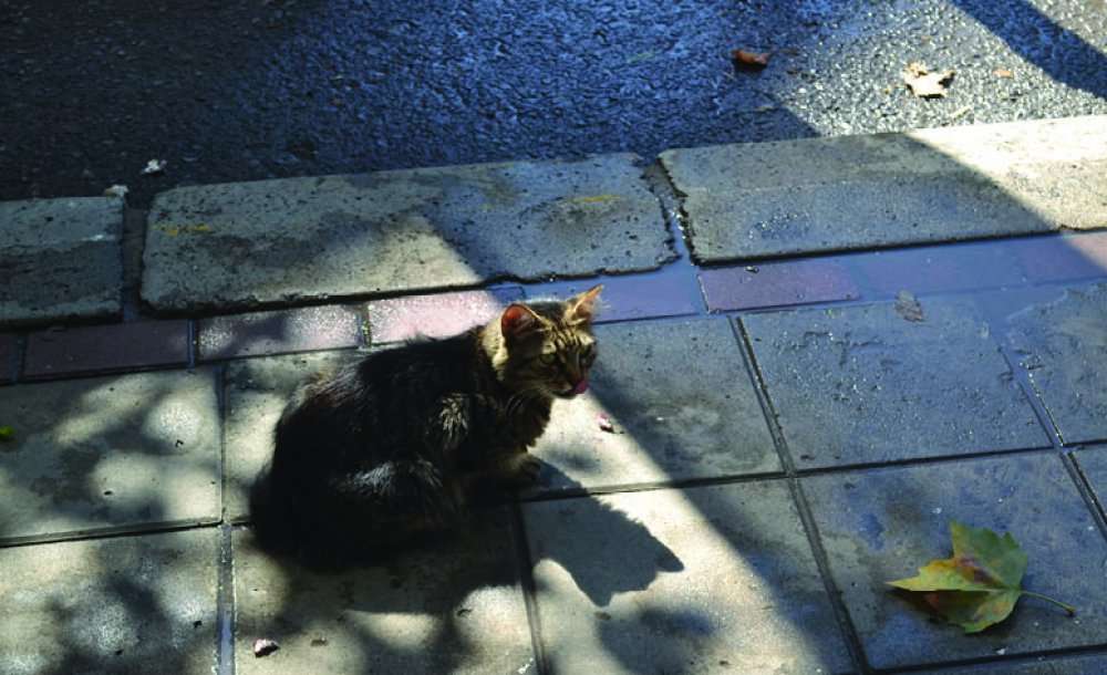 “Denizlerde Balık Bolluğu Var” 