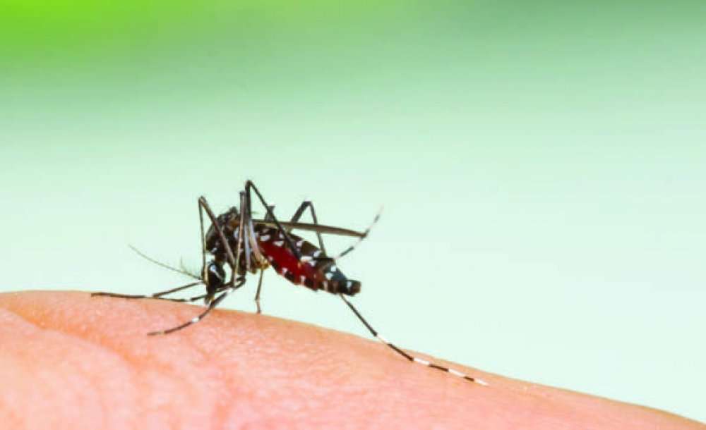 Parazit İçeren Sivrisineklerin İnsanları Isırması Sonucu Görülen Sıtma Hastalığı