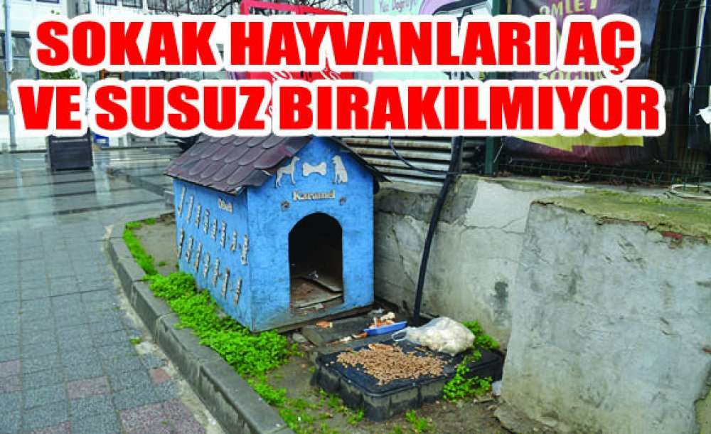 Sokak Hayvanları Aç Ve Susuz Bırakılmıyor