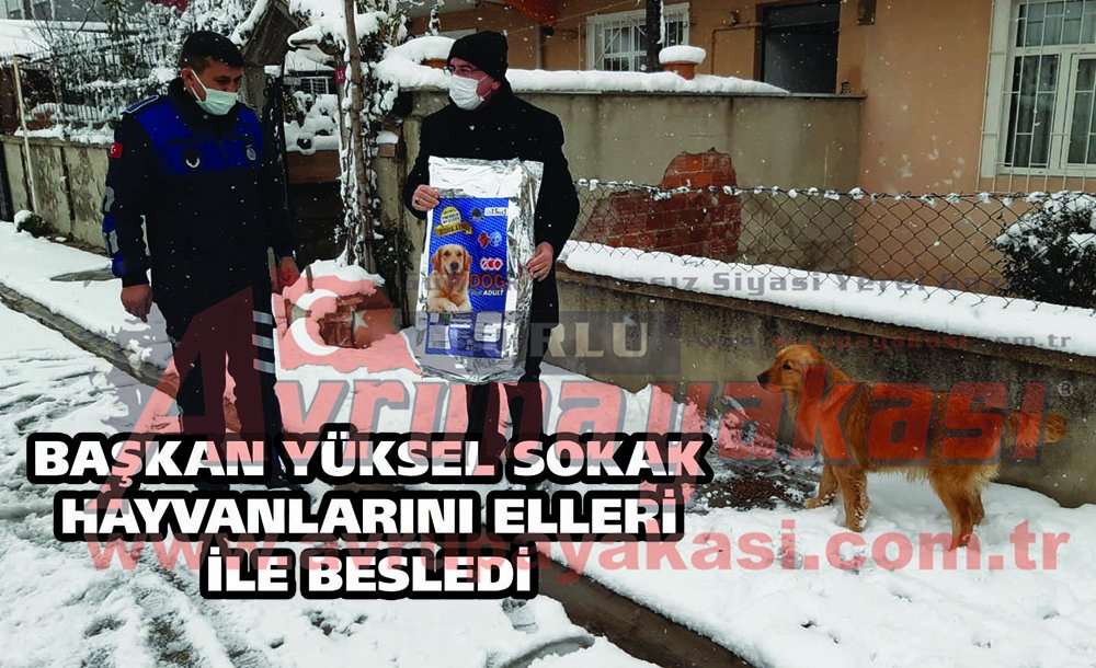 Başkan Yüksel Sokak Hayvanlarını Elleri Ile Besledi