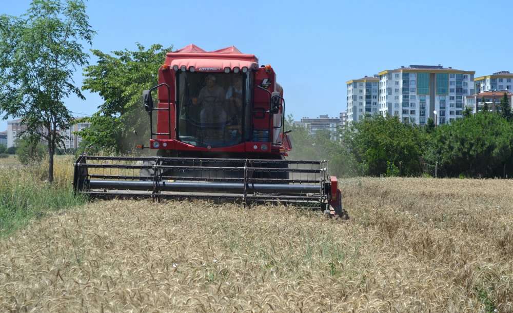 Buğday Hasadı Başladı 