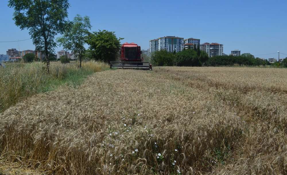Buğday Hasadı Başladı 