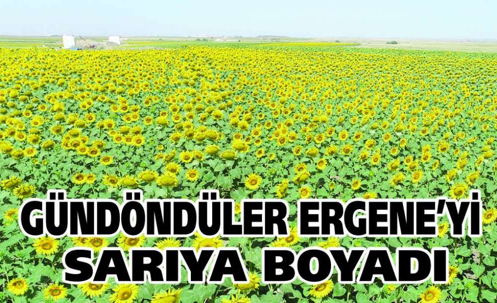 Gündöndüler Ergene'yi Sarıya Boyadı