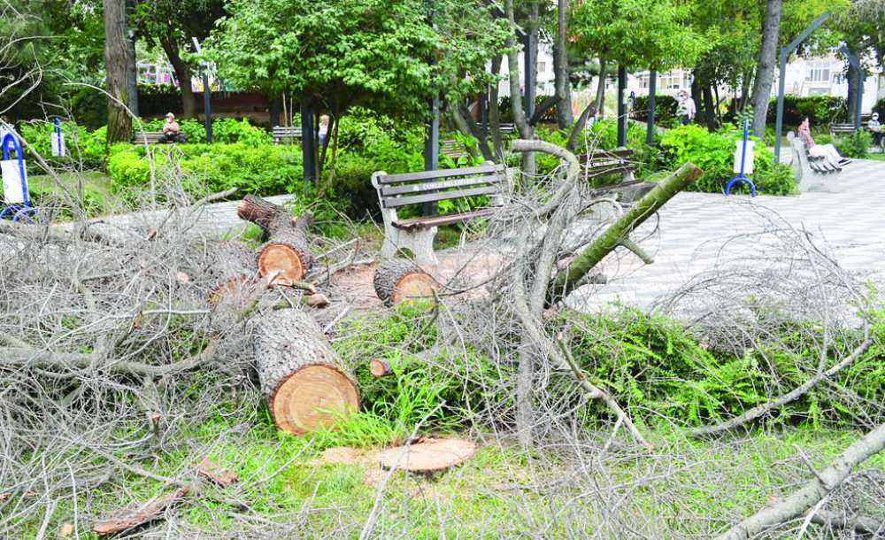 Atatürk Parkı'ndaki Kuruyan Ağaçlar Kesiliyor!