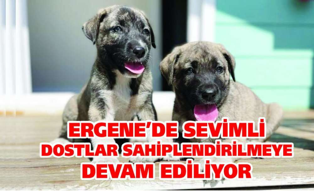 Ergene'de Sevimli Dostlar Sahiplendirilmeye Devam Ediliyor