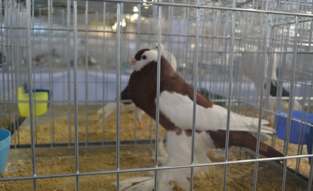 Festival Büyük İlgi Gördü 