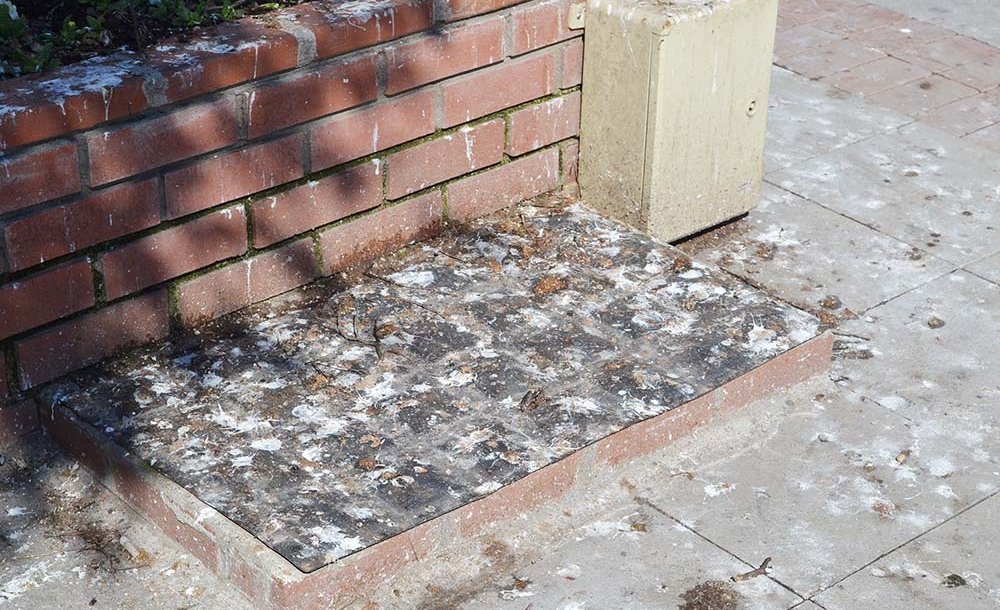 Müzenin Önü Hiç Mi Temizlenmiyor?