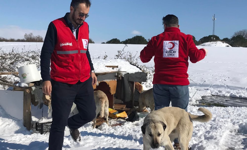 Kızılay Soğuk Havada Sokak Hayvanlarını Yalnız Bırakmadı