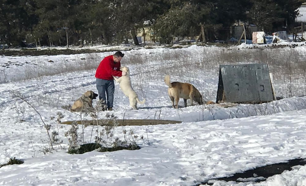 Kızılay Soğuk Havada Sokak Hayvanlarını Yalnız Bırakmadı