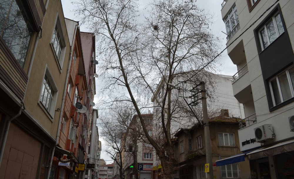 Vatandaşlar Ağaçların Budanmasını İstedi