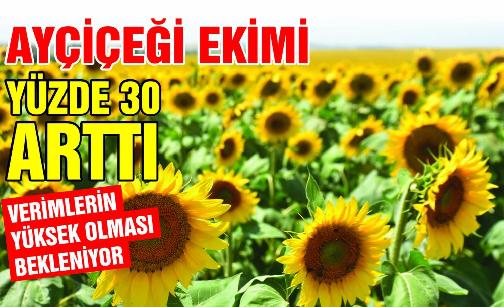 Ayçiçeği Ekimi Yüzde 30 Arttı 