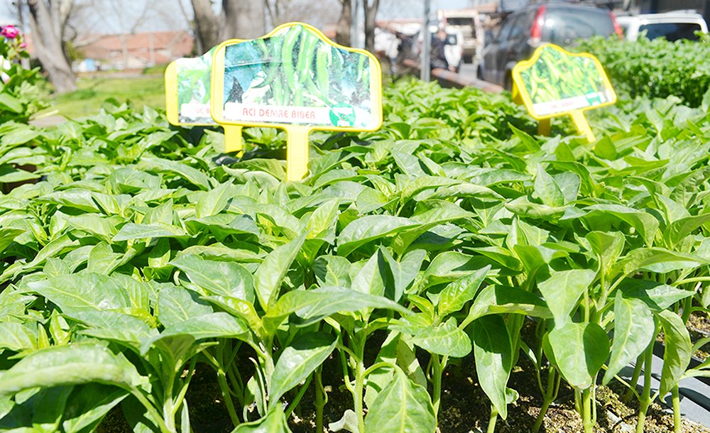 Sebze Fidesi Satışları Başladı