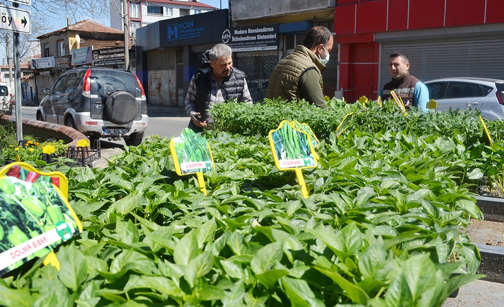Sebze Fidesi Satışları Başladı