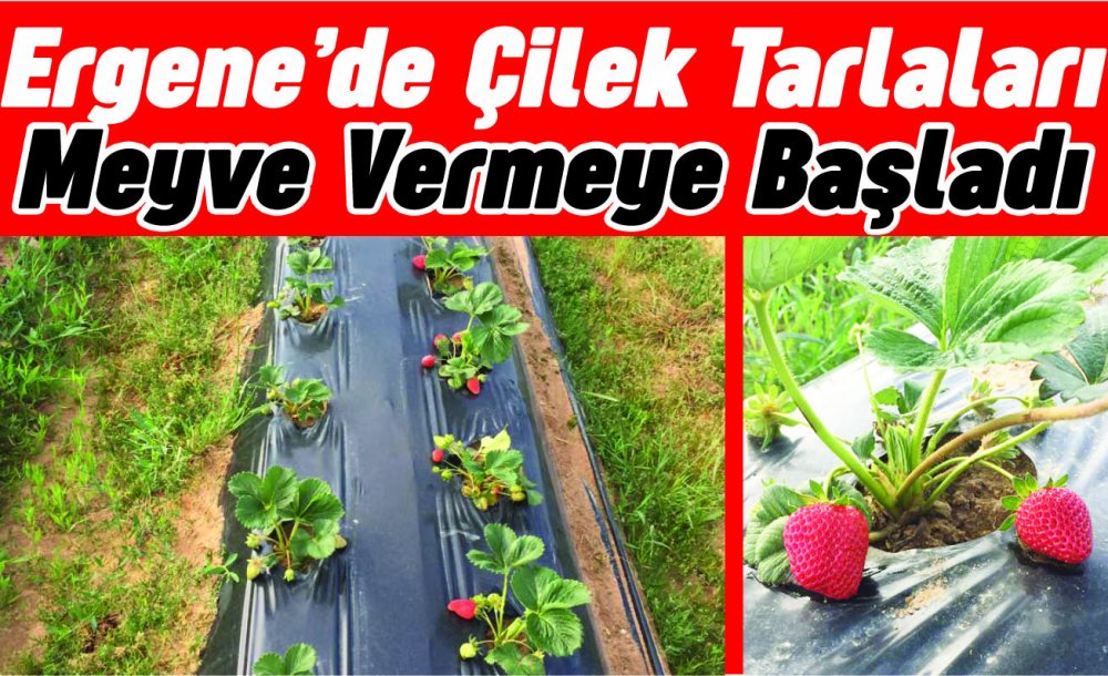 Ergene'de Çilek Tarlaları Meyve Vermeye Başladı