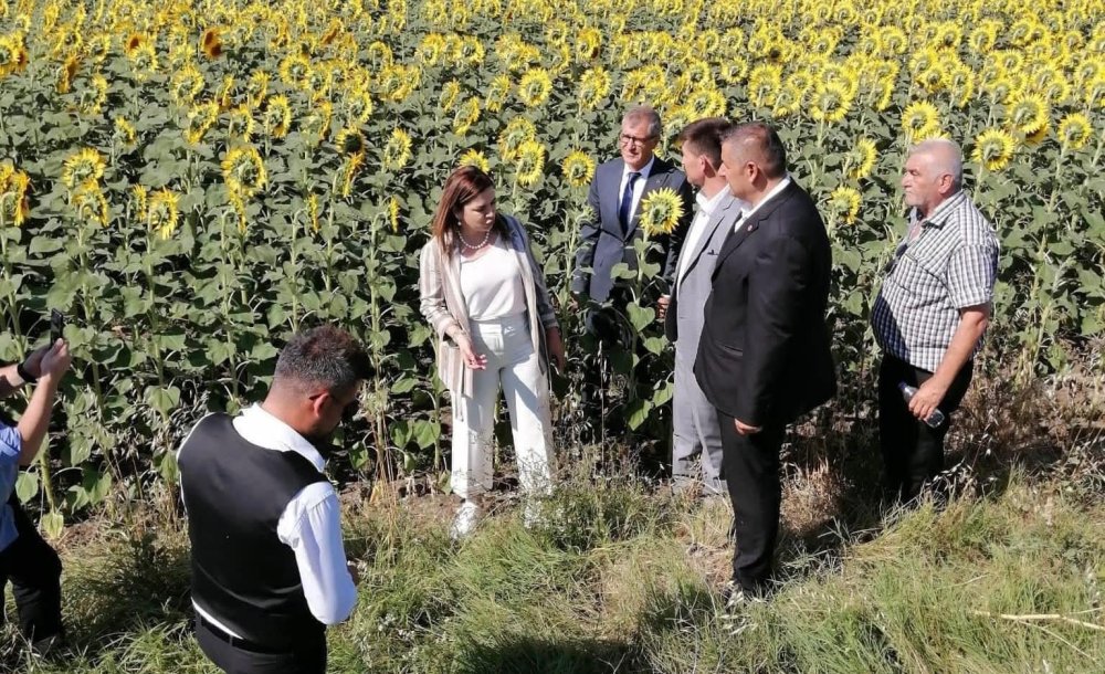 Mhp, Çayır Tırtılı İle İlgili Mücadele Başlattı