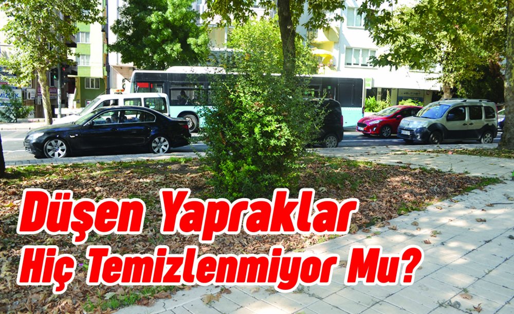 Düşen Yapraklar Hiç Temizlenmiyor Mu?